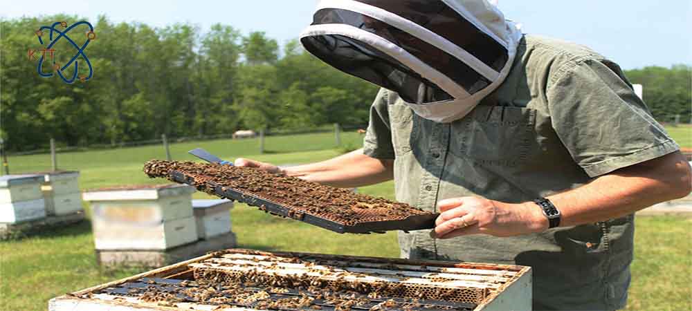 زنبوردار در حال بررسی کندوها