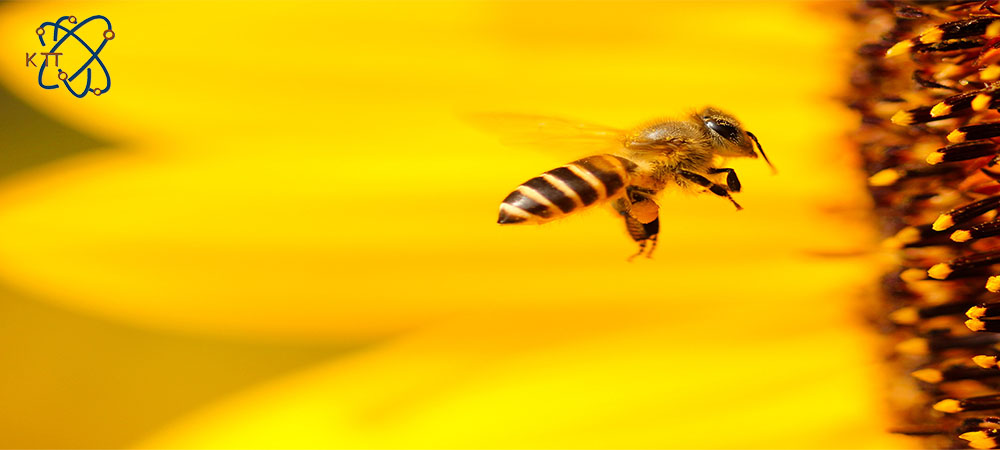 زنبور عسل در حال پرواز و رسیدن به کندو