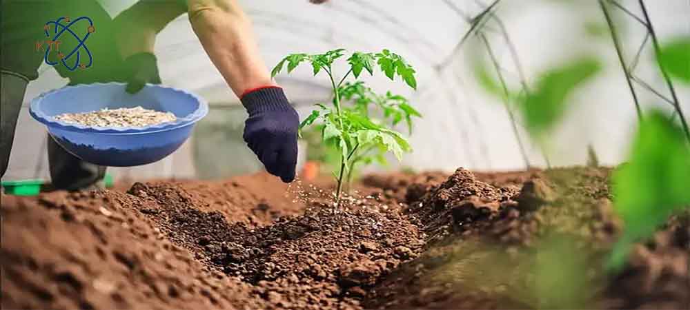 ریختن کود دی پتاسیم فسفات بر روی خاک گیاه توسط کشاورز