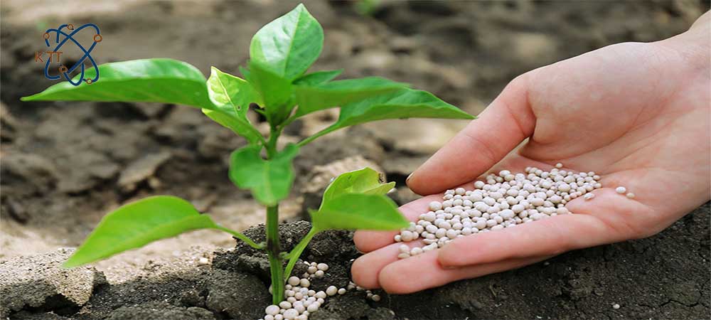 ریختن گرانولهای سفید رنگ دی آمونیوم فسفات روی خاک گیاه
