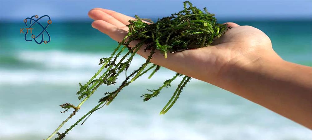 جلبک سبز دریایی در دستان شخصی