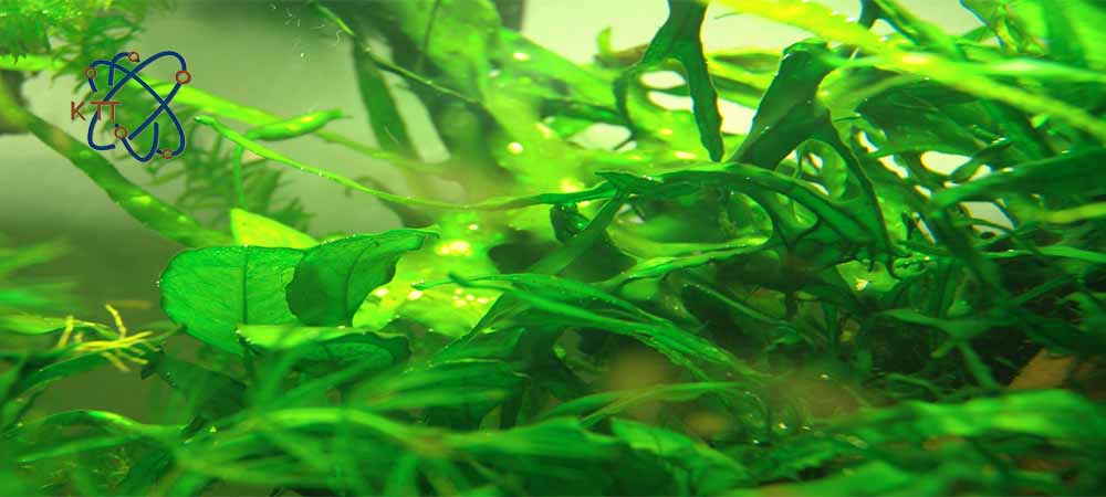 جلبک دریایی سبز رنگ در زیر آب