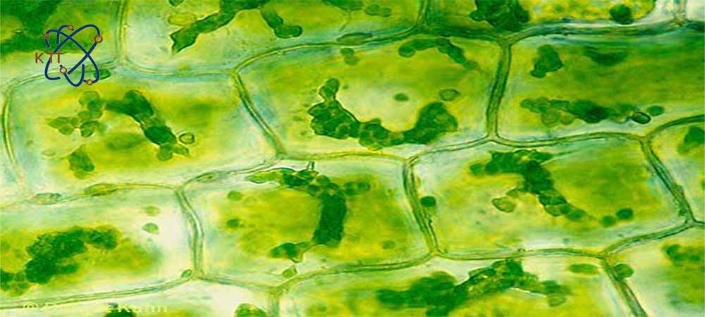 تکه های سبز رنگ سبزینه در سلول گیاهی دزیر میکروسکوپ