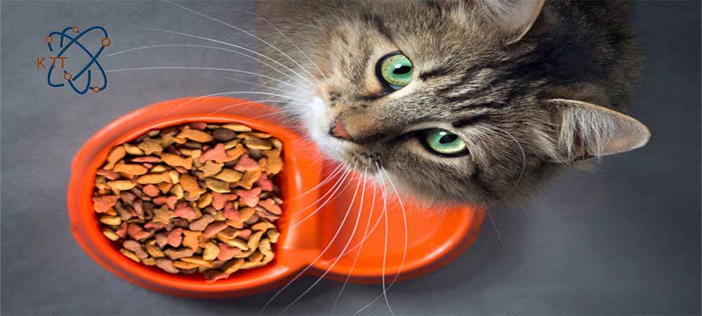 گربه مو بلند قهوه ای در کنار ظرف غذای خشک حاوی گوارگام