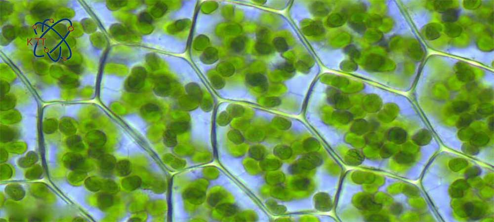 سلولهای گیاهانی دارای سبزینه